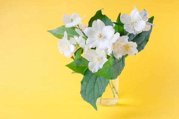 Bunch of white jasmine flowers. Jasmine bouquet in glass vase on yellow background. White flowers with green leaves bouquet. Jasminum.