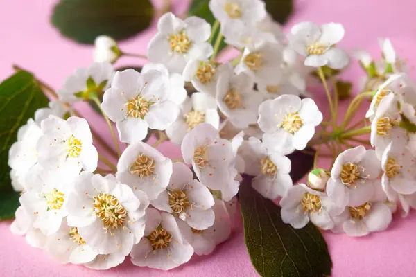 春の花のマクロ写真ピンクの背景に畑の浅い深さで咲く梅の花 — ストック写真