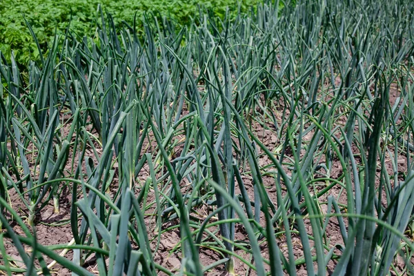 Organik yetiştirilmiş soğan. Sebze bahçesinde yeşil soğan. Sebze tarlasında. Çiftlikte sebze yetiştiriyorum.