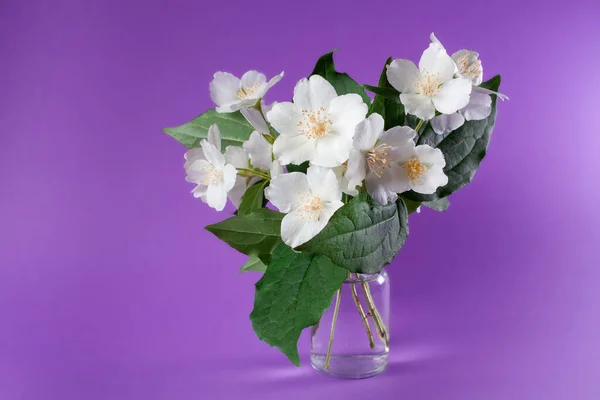 Bunch of white jasmine flowers. Jasmine bouquet in glass vase on purple background. White flowers with green leaves bouquet. Jasminum.
