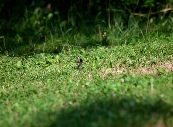 Pássaro Cinzento Grama Wagtail Procura Comida Grama Verde — Fotografia de Stock