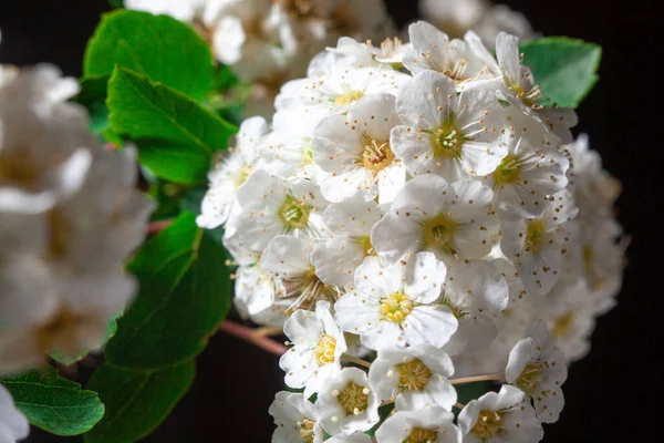 Macro Photo Fleur Sping Blanc Fleurissent Avec Une Faible Profondeur — Photo