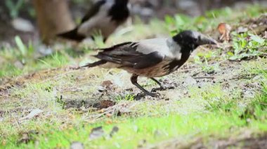 Yeşil çimenlerde yiyecek arayan gri bir karganın yakın çekimi.