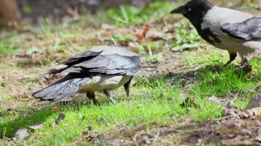 Gri karga, yemyeşil çimlerde yiyecek arıyor. Yakından bakıyor.