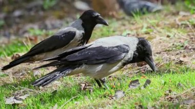 Huzurlu bir parktaki çimlerde yiyecek arayan bir karga. Bu sahne kuşların keskin gözlerini güneş ışığı altında lezzetli şeyler ararken yakalar..