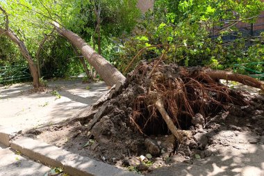 Şiddetli kasırga rüzgârları onu kökünden söktükten sonra parktaki büyük bir ağaç yan yatar ve kökleri açıkta kalır..