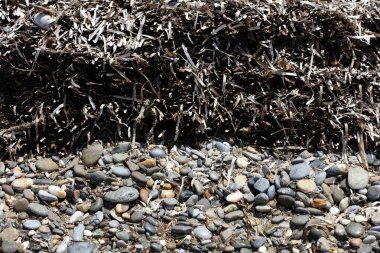 Beton adasında ölü deniz otu. Yazın modern kaliteli baskı.