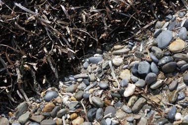 Beton adasında ölü deniz otu. Yazın modern kaliteli baskı.