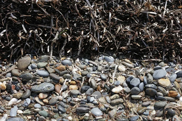 Erba Del Mar Morto Nell Isola Creta Estate Stampa Moderna — Foto Stock