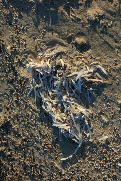 Erba Del Mar Morto Nell Isola Creta Estate Stampa Moderna — Foto Stock