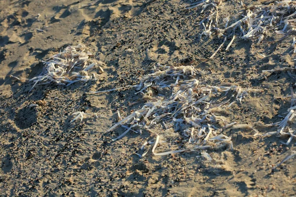 Dode Zee Onkruid Kreta Eiland Zomer Moderne Hoge Kwaliteit Print — Stockfoto