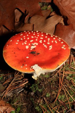 Bir orman amanita muscaria amanitaceae ailesinin psikedelik seyahati yüksek kaliteli baskı