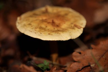 Vahşi kış mantarları Kuzey Almanya 'da makro arka planda yüksek kalitede basılıyor.