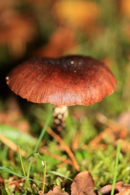 Vahşi kış mantarları Kuzey Almanya 'da makro arka planda yüksek kalitede basılıyor.