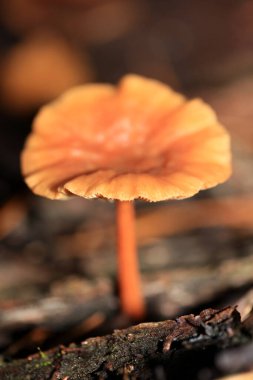 Vahşi kış mantarları Kuzey Almanya 'da makro arka planda yüksek kalitede basılıyor.