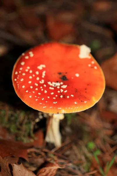 Voar Agárico Uma Floresta Amanita Muscaria Amanitaceae Família Viagem Psicodélica — Fotografia de Stock