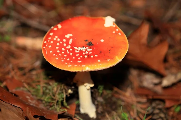 Voar Agárico Uma Floresta Amanita Muscaria Amanitaceae Família Viagem Psicodélica — Fotografia de Stock