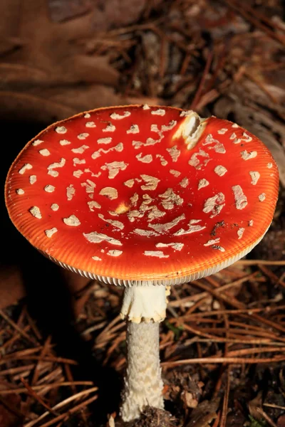 Voar Agárico Uma Floresta Amanita Muscaria Amanitaceae Família Viagem Psicodélica — Fotografia de Stock