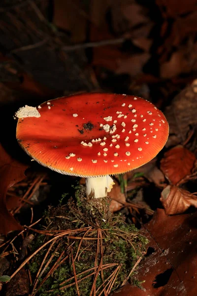 Fly Agaric Forest Amanita Muscaria Amanitaceae Οικογενειακό Ψυχεδελικό Ταξίδι Υψηλής — Φωτογραφία Αρχείου