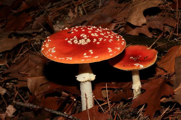 Voar Agárico Uma Floresta Amanita Muscaria Amanitaceae Família Viagem Psicodélica — Fotografia de Stock