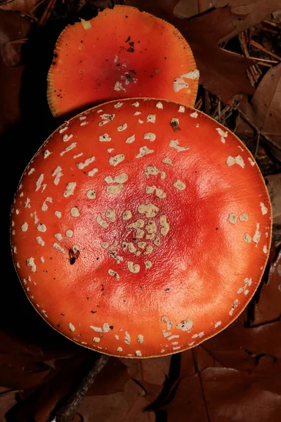 Vlieg Agarisch Een Bos Amanita Muscaria Amanitaceae Familie Psychedelische Trip — Stockfoto