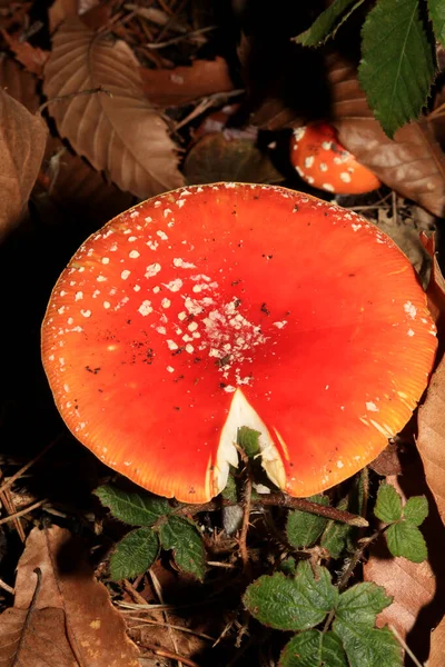 Vlieg Agarisch Een Bos Amanita Muscaria Amanitaceae Familie Psychedelische Trip — Stockfoto