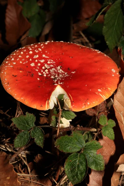 Voar Agárico Uma Floresta Amanita Muscaria Amanitaceae Família Viagem Psicodélica — Fotografia de Stock