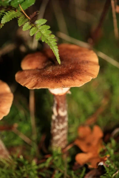 Cogumelos Inverno Selvagens Fundo Macro Floresta Norte Alemanha Impressão Alta — Fotografia de Stock