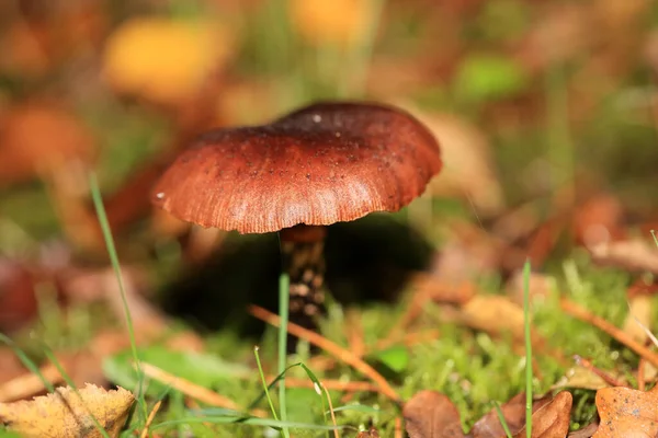 Cogumelos Inverno Selvagens Fundo Macro Floresta Norte Alemanha Impressão Alta — Fotografia de Stock