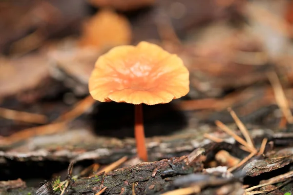 Vilda Vinter Svamp Skog Makro Bakgrund Norra Tyskland Hög Kvalitet — Stockfoto