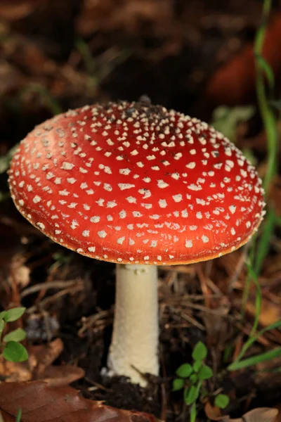 Fly Agaric Amanita Muscaria Amanitaceae Family Psychedelic Trip High Quality — 스톡 사진
