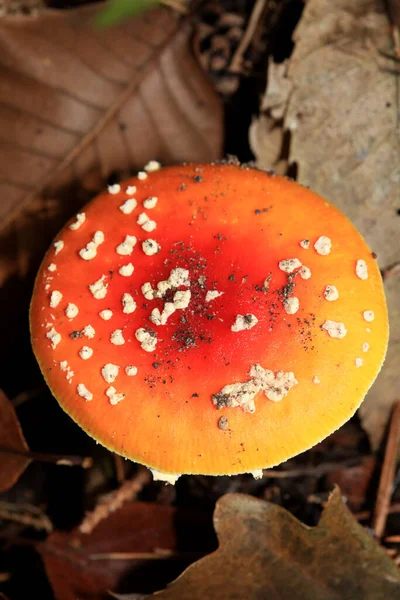 Fly Agaric Amanita Muscaria Amanitaceae Family Psychedelic Trip Impressões Alta — Fotografia de Stock