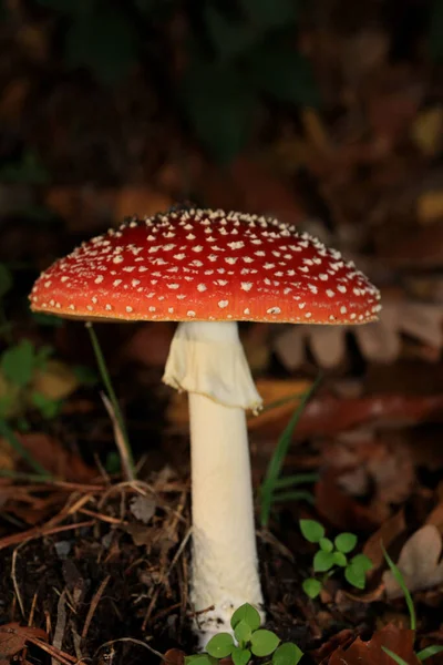 Fly Agaric Amanita Muscaria Amanitaceae Familie Psychedelische Trip Hoogkwalitatieve Prints — Stockfoto