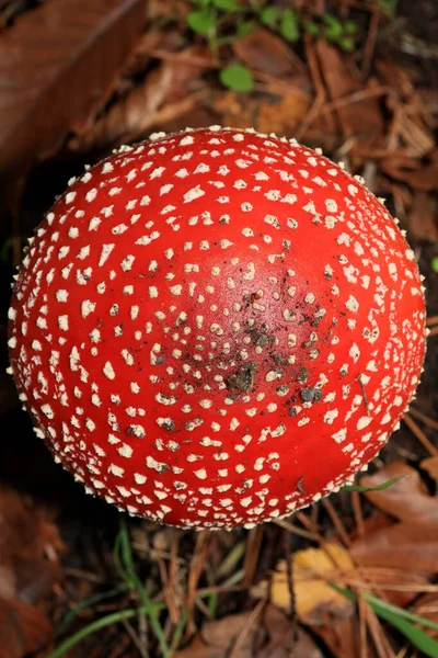 Fly Agaric Amanita Muscaria Amanitaceae Family Psychedelic Trip High Quality — 图库照片