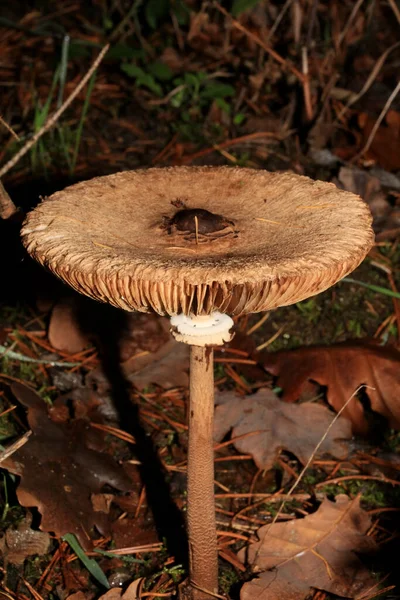 Cogumelos Inverno Selvagens Fundo Macro Floresta Norte Alemanha Impressão Alta — Fotografia de Stock