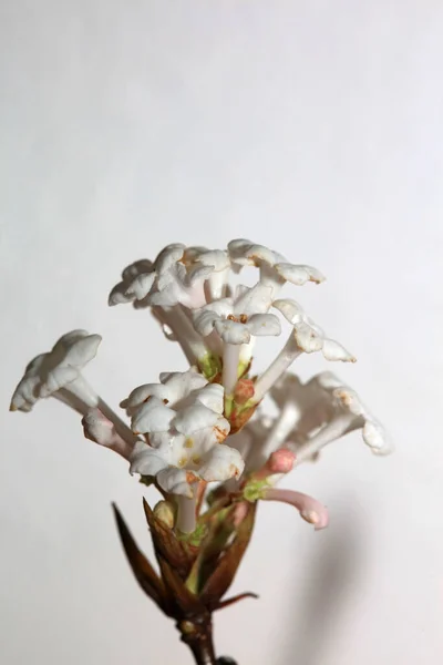 Flor Branca Viburnum Farreri Vapor Família Adoxaceae Macro Moderno Alta — Fotografia de Stock