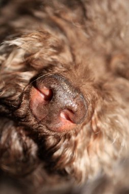 Köpek burnu lagotto romagnolo modern yüksek kaliteli baskı.