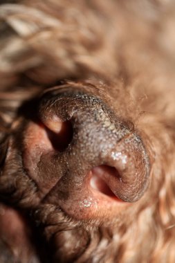 Köpek burnu lagotto romagnolo modern yüksek kaliteli baskı.