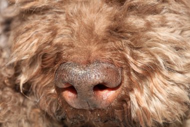 Köpek burnu lagotto romagnolo modern yüksek kaliteli baskı.