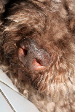 Köpek burnu lagotto romagnolo modern yüksek kaliteli baskı.