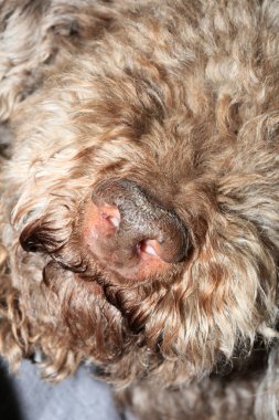 Köpek burnu lagotto romagnolo modern yüksek kaliteli baskı.