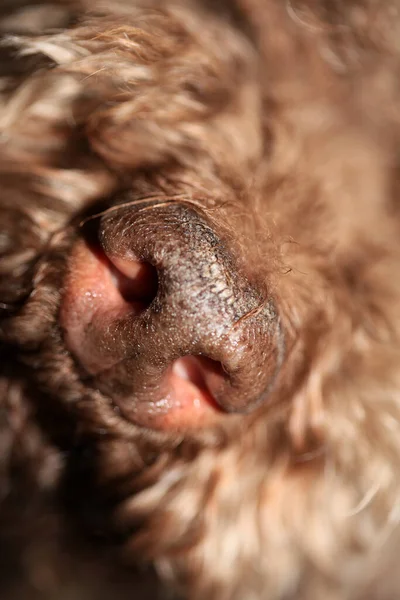 Μύτη Σκύλου Close Lagotto Romagnolo Σύγχρονη Υψηλής Ποιότητας Εκτύπωση — Φωτογραφία Αρχείου