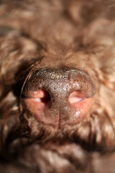 Nariz Perro Cerca Lagotto Romagnolo Impresión Moderna Alta Calidad — Foto de Stock