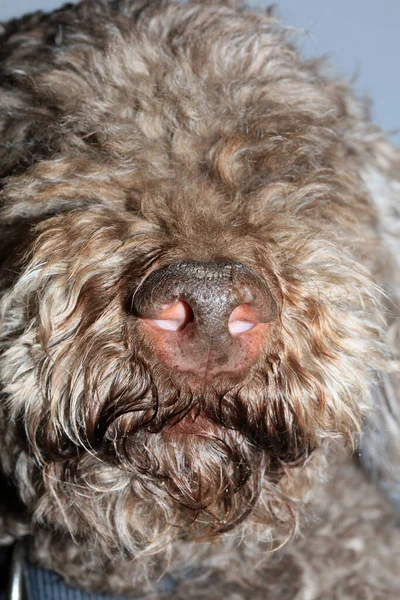 Nariz Cão Fechar Lagotto Romagnolo Impressão Alta Qualidade Moderna — Fotografia de Stock