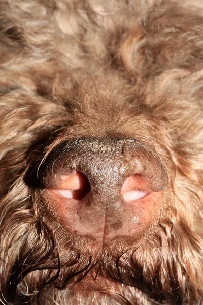 Psí Nos Zblízka Lagotto Romagnolo Moderní Vysoce Kvalitní Tisk — Stock fotografie