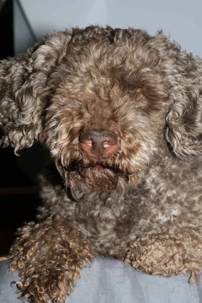 Nariz Cão Fechar Lagotto Romagnolo Impressão Alta Qualidade Moderna — Fotografia de Stock