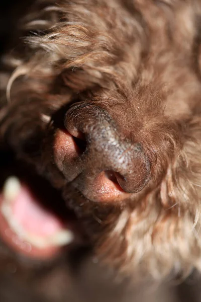 Hund Näsa Närbild Lagotto Romagnolo Modern Hög Kvalitet Tryck — Stockfoto