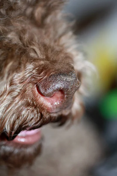Μύτη Σκύλου Close Lagotto Romagnolo Σύγχρονη Υψηλής Ποιότητας Εκτύπωση — Φωτογραφία Αρχείου