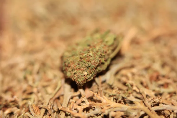 Marihuana Medicinal Super Limón Neblina Borrosa Macro Moderno Fondo Cincuenta —  Fotos de Stock