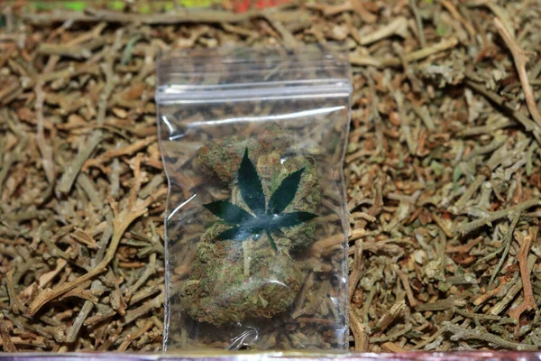 Marihuana Super Citroen Nevel Kleine Bug Macro Vijftig Megapixels Medicinale — Stockfoto